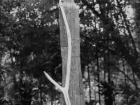 24,Melibeo II, 1995-1996, Legno, cm 235-40-40